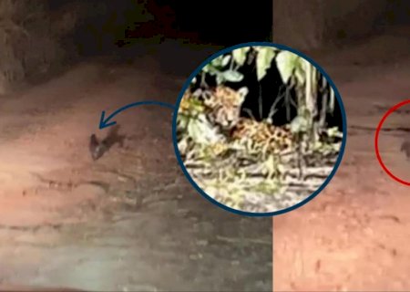 Gatinho? Onça ronda horta no Santa Luzia e aparições geram alerta em Campo Grande
