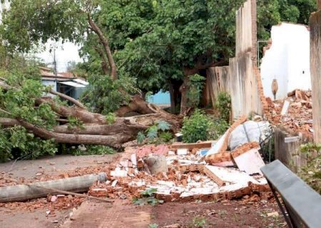 Em 24h, bombeiros receberam quase 50 chamados por queda de árvores em Campo Grande
