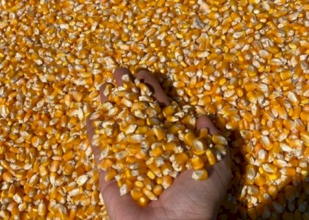 Produtividade do milho cresce 61,7% e atinge recorde na 2ª safra