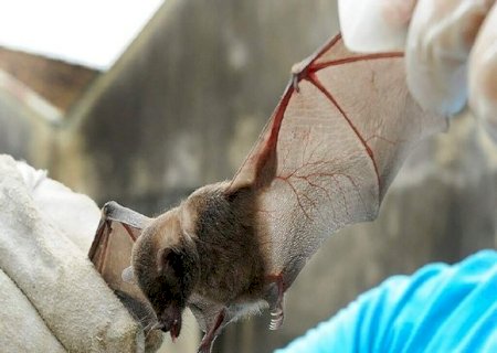 Campo Grande confirma 11&ordm; caso de morcego com raiva em 2025