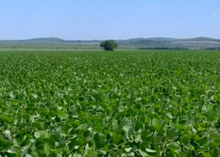 Produtores de soja têm até 10 de janeiro para cadastrar áreas