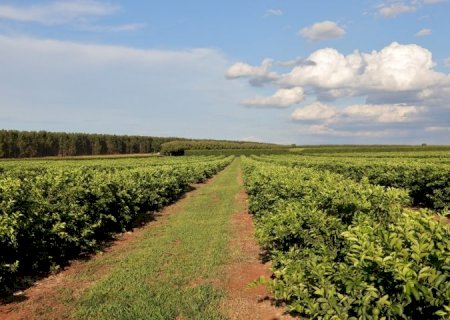 Nova fronteira agrícola: citricultura injeta R$ 2,4 bilhões e diversifica base produtiva em MS