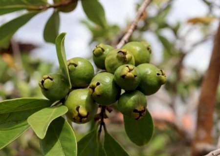Depois da manga e da seriguela, araçá começa a aparecer nos bairros de Campo Grande