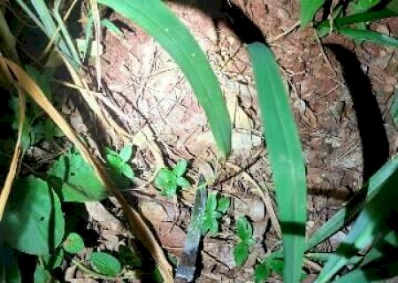 Rapaz arrasta corredora para matagal para estupr&aacute;-la e acaba preso em Campo Grande