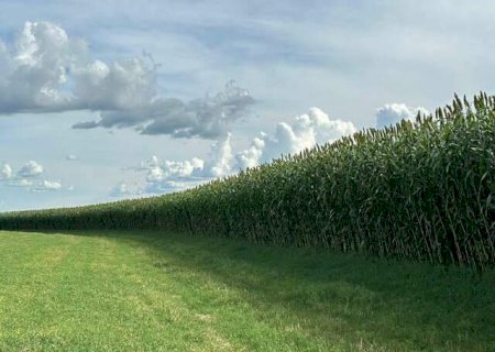 Campo aposta em novo sorgo gigante para garantir alimento ao rebanho