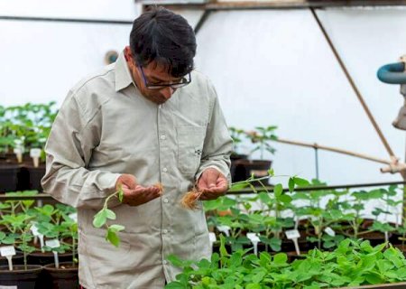 Bioinsumos avançam no campo e aumentam produtividade da soja em até 8%
