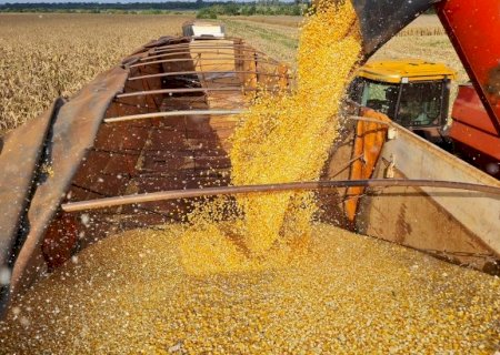 Exportação de DDG à China pode impactar mercado interno de Mato Grosso do Sul