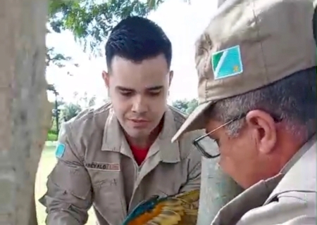 VÍDEO: Corpo de Bombeiros de Ivinhema resgata arara-azul