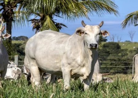 Arroba da vaca gorda tem queda de preço em Dourados