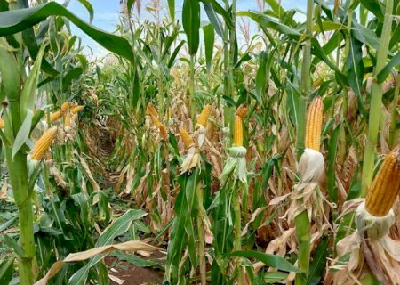 Programas criam selo de baixo carbono para produção de milho e sorgo