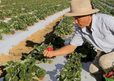 Agricultores com perda de produção começam a receber o Garantia-Safra