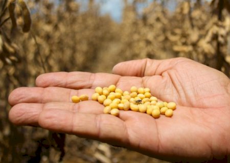 Estiagem reduz qualidade da soja e preço cai 6,5% em MS