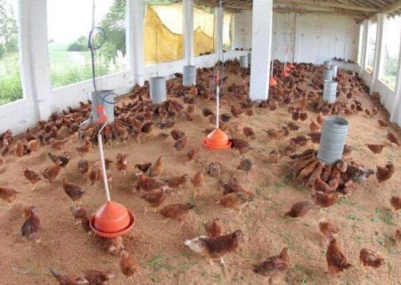 Governo estabelece regras e exige teste de salmonella em aves antes do abate