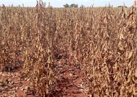 Estiagem atinge 640 mil hectares de soja no sul do Estado
