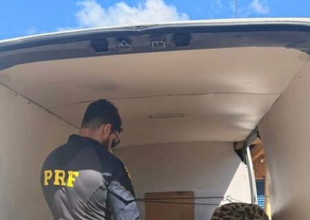 PRF apreende 11 mil maços de cigarros na BR-267