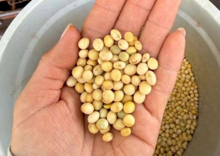 Irregularidade das chuvas e altas temperaturas afetam lavouras de soja em MS