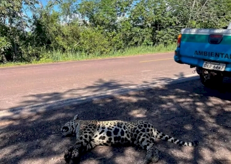 On&ccedil;a-pintada se arrasta e morre ap&oacute;s ser atropelada e abandonada na BR-262
