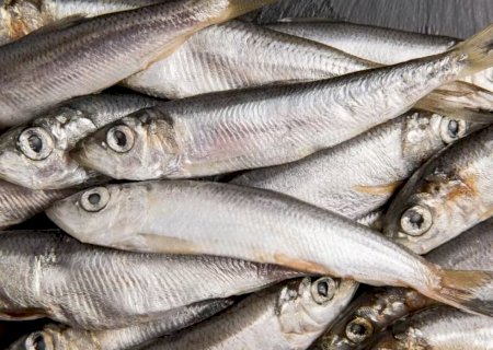 Anvisa manda recolher sardinha congelada por contaminação