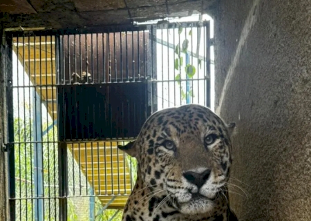 Exilada do Pantanal, onça-pintada que matou Jorginho não ficou mansa; veja como ela está 1 ano após ataque>