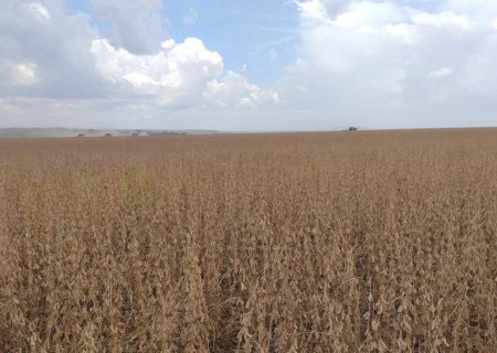 MAPA define período de vazio sanitário e o calendário de semeadura da soja para a safra 2026/2027>