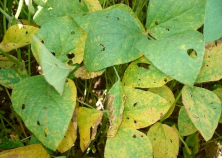 Casos de ferrugem asiática da soja sobem para 70 focos>