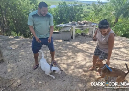 Onça invade varanda e mata cadela em Corumbá