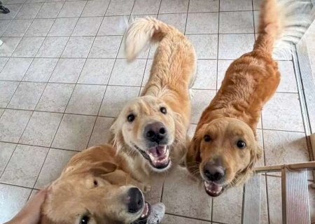 Novo pet em casa? Saiba como evitar conflitos e disputa entre eles>