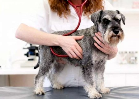 Tosse de cachorro? Antes do pulm&atilde;o, problema pode estar no cora&ccedil;&atilde;o>