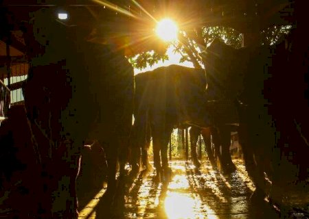 Com 92% de chance, El Ni&ntilde;o preocupa MS com risco ao agro e ao Pantanal>