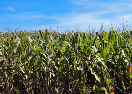 Senar MS lança novos cursos de manejo integrado para fortalecer a produção rural>