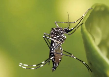 Caarapó confirma 6 casos de chikungunya e intensifica ações de combate e prevenção