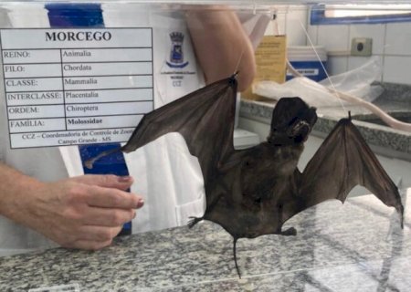 Campo Grande registra 10&deg; caso de raiva em morcego, o segundo da semana>