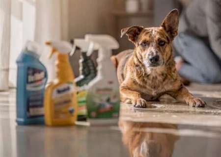 Produtos de limpeza deixam a casa cheirosa, mas podem matar seu pet>