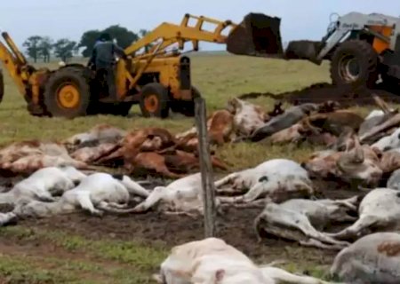 Frente fria acende alerta para risco de hipotermia em rebanhos e Iagro orienta produtores rurais>