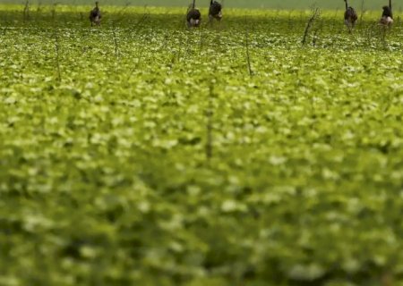 CMN passa a exigir fotos com localização comprovada em seguro rural>