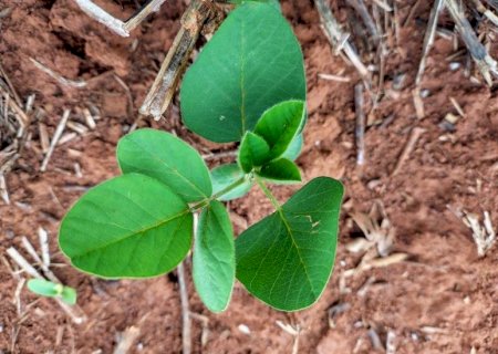 Vazio sanitário da soja já está em vigor em Mato Grosso do Sul>
