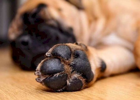 Voc&ecirc; limpa as patas do seu cachorro? Erro pode custar caro>