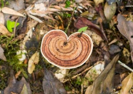 Fungo raro achado no Pantanal entra em lista de amea&ccedil;ados de extin&ccedil;&atilde;o>