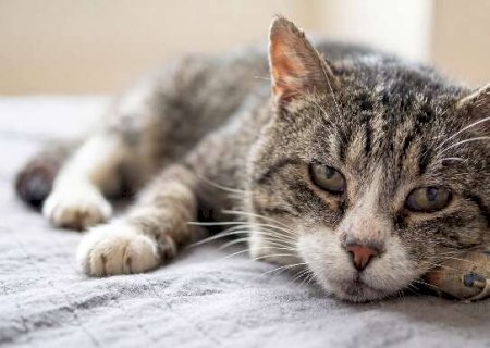Se voc&ecirc; tem gato idoso e comete esse erro seu pet est&aacute; em risco>