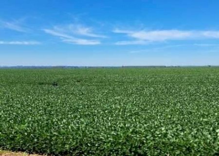 Contrata&ccedil;&atilde;o de cr&eacute;dito agr&iacute;cola recua 21% em Mato Grosso do Sul>