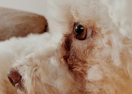 L&aacute;grima &aacute;cida pode indicar problemas ocultos no seu pet