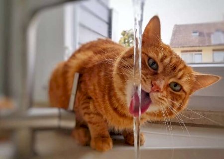 Saiba como fazer seu gato beber mais &aacute;gua e evitar insufici&ecirc;ncia renal>