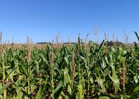 Área ocupada por milho recua para 46% na segunda safra