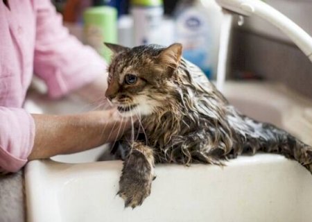 Gato realmente precisa de banho? Veterin&aacute;rio explica o que &eacute; mito>