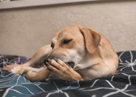 Seu cachorro n&atilde;o para de lamber a pata? O h&aacute;bito pode indicar problemas