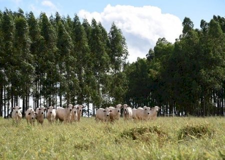 MS lidera em sistemas integrados, com mais de 3 milhões de hectares de lavoura-pecuária-floresta>