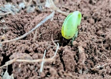 El Ni&ntilde;o acende alerta para in&iacute;cio do plantio da soja em Mato Grosso do Sul