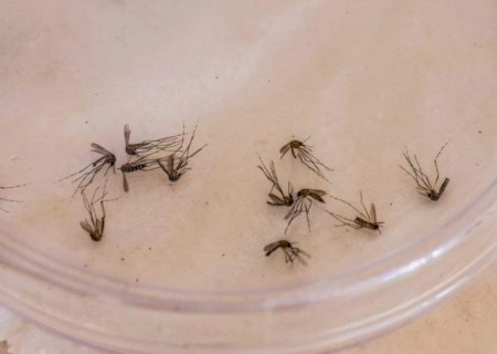Morador de Bonito, menino de 11 anos é 1ª vítima da dengue em 2026 em MS