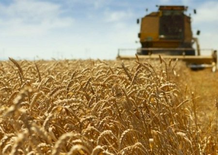 Tempo seco acelera colheita, mas estiagem amea&ccedil;a produ&ccedil;&atilde;o de trigo em MS