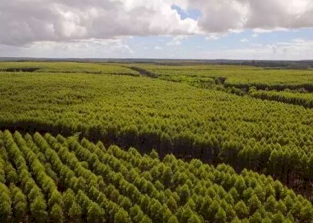 MS prorroga em tr&ecirc;s meses prazo para cadastro de florestas plantadas>